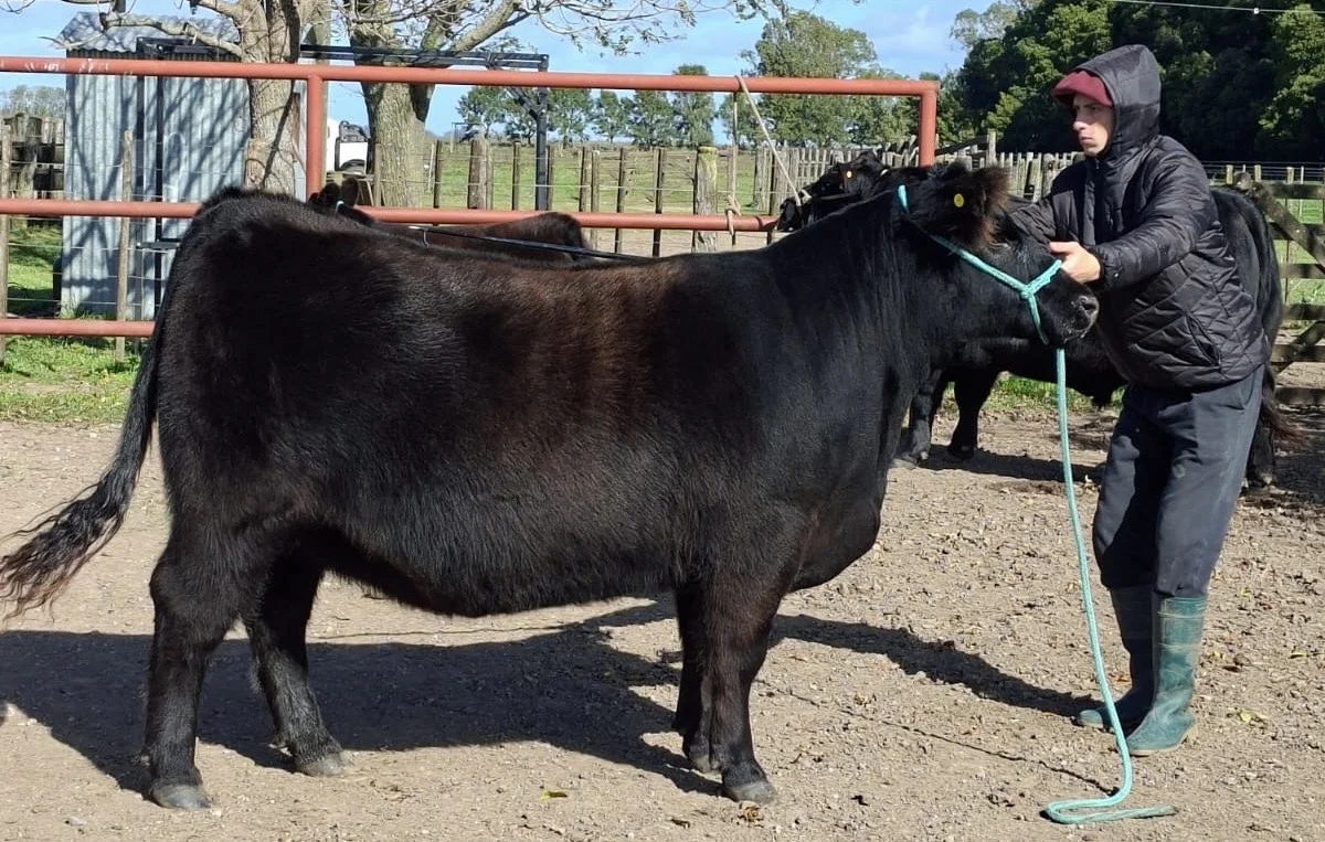 GAUCHA, DE CABAÑA ZELDUAR - EXPO OTOÑO ANGUS 2026