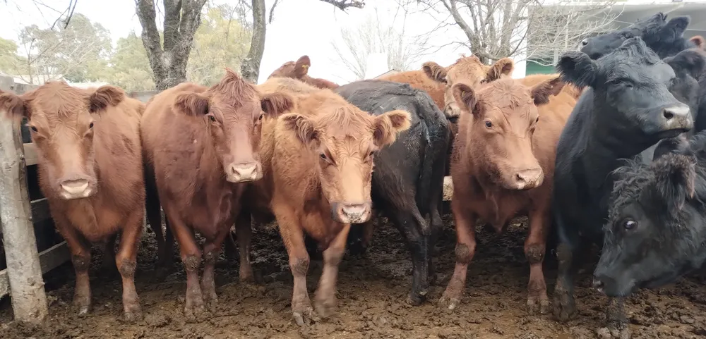 IMG_20240731_113419612