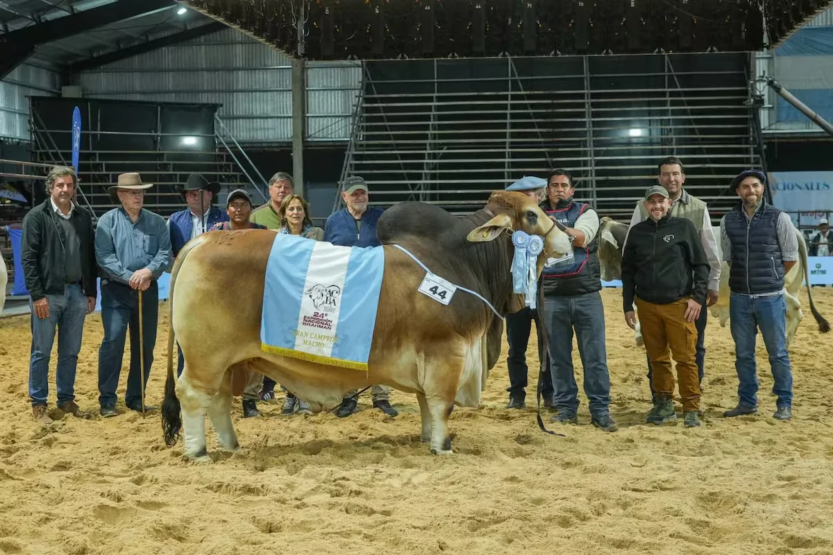 gran-campeon-macho-brahman-de-cabana-los-yeyos-en-5ABH36JH4ND5VKHOZUCC7S7LLM