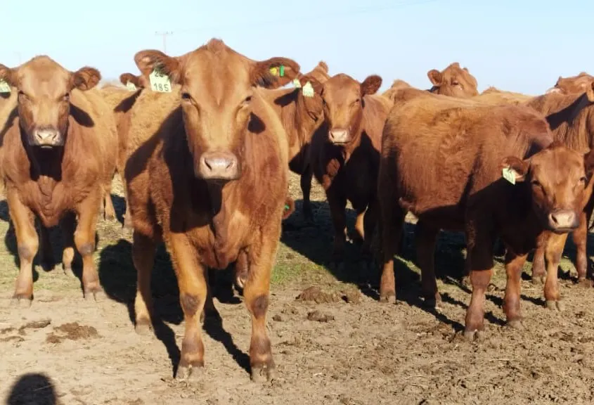 CRIADORES DEL SUDOESTE3