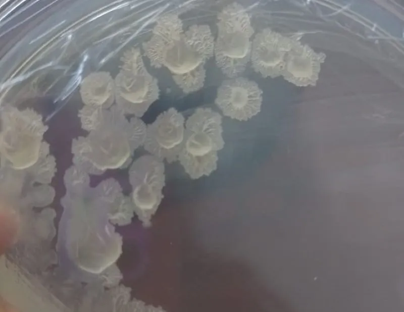 bacterias-1
