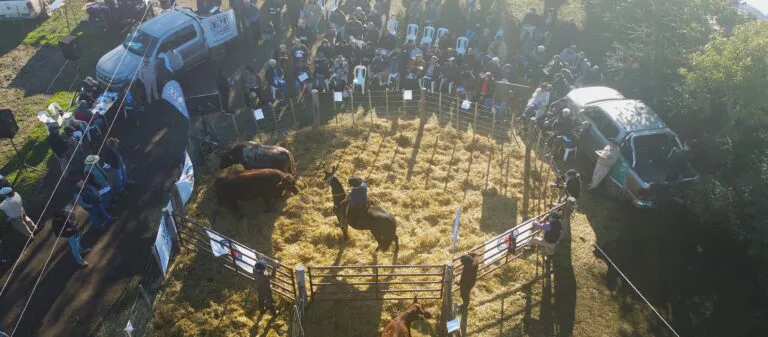 Remate-Santa-Maria-Shorthorn--768x337