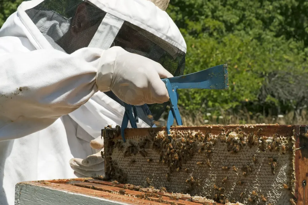 abejas