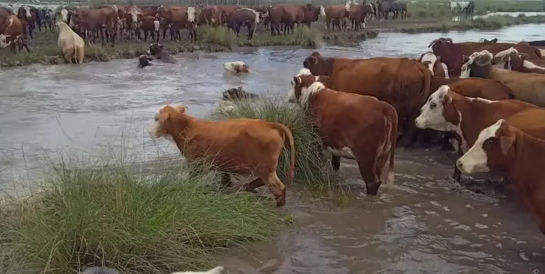 ganaderia-inundaciones