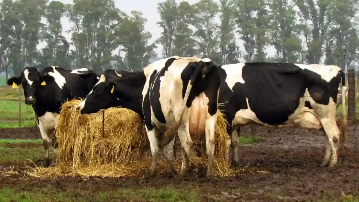 vacas leche