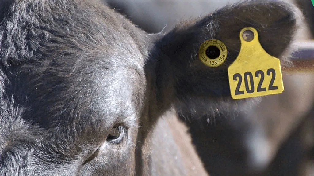 identificacion-electronica-ganado