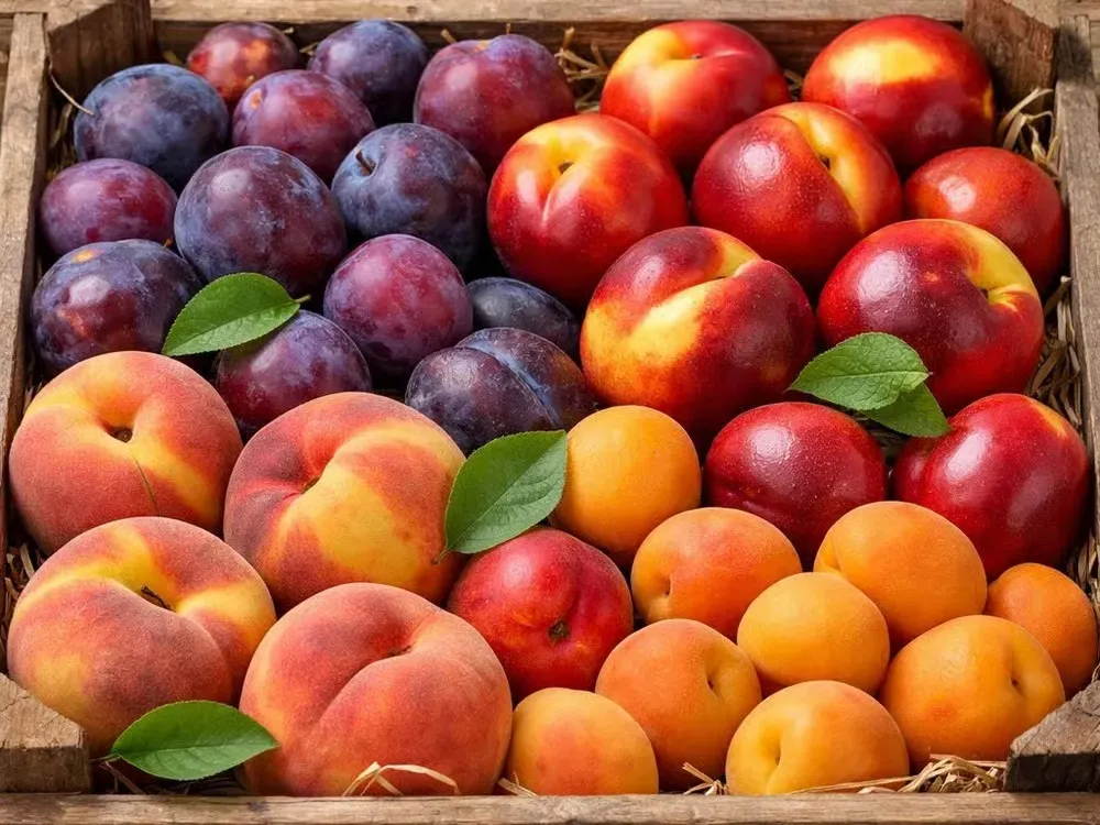 ciruelas_duraznos_damascos fruta carozo