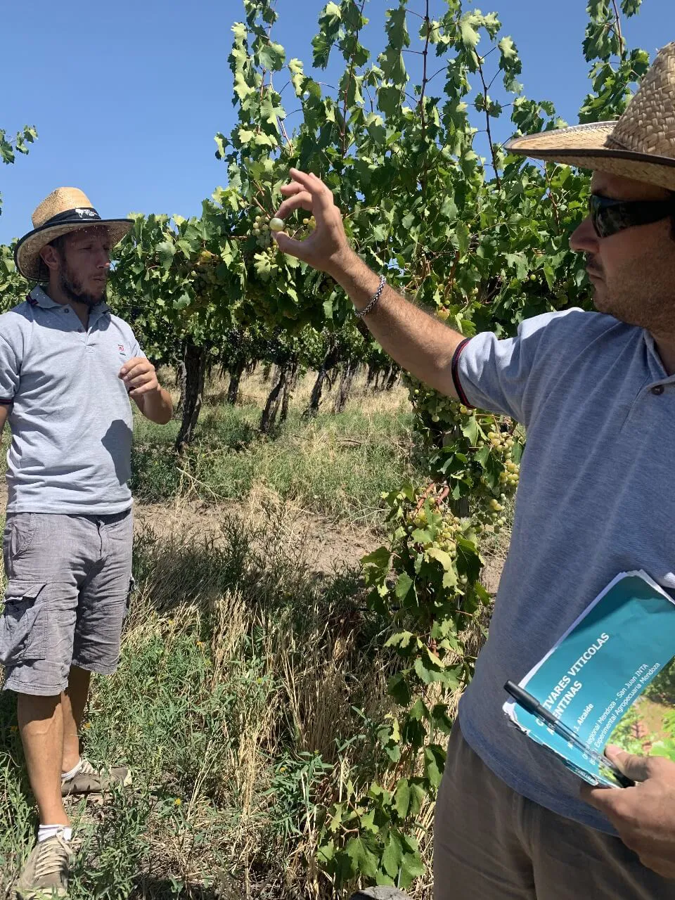 INTA-criollas-Niven-3