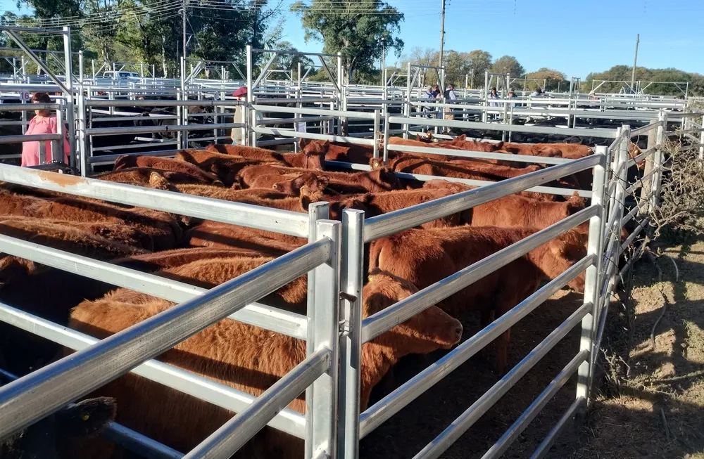 TAC - TERNERAS ANGUS - GENERAL ACHA LA PAMPA