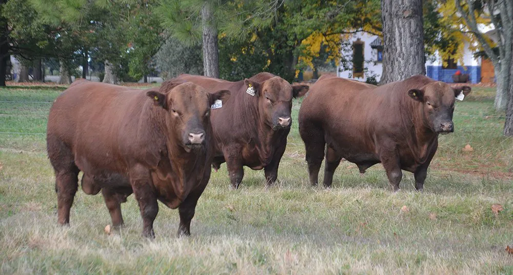 cab07-la-pastoriza-los-dynamic-sangre-nueva-en-colorado-orazi-3955073199