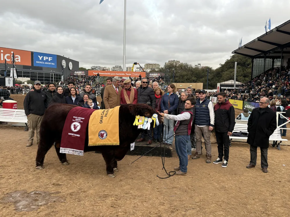SHORTHORN GCM 2025
