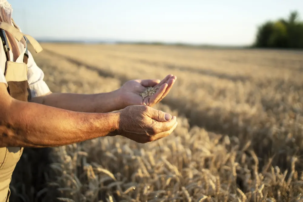 farmers-hands-wheat-crops-field-scaled