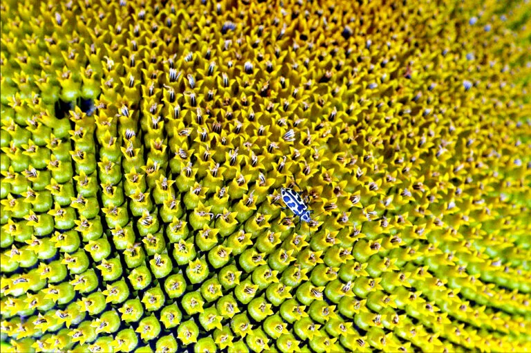 GIRASOL-1er-Premio-New-Holland-2007-768x511