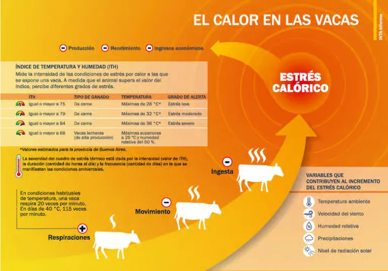 el_calor_de_las_vacas