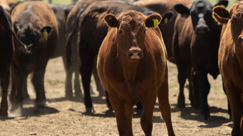 Vacas control brucelosis