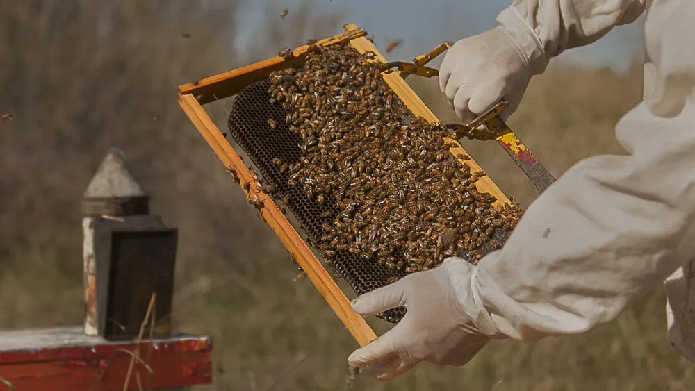 vigi_abejas