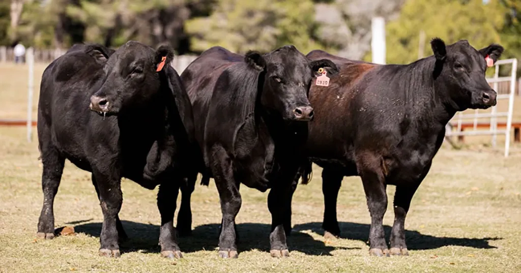 ganado-angus