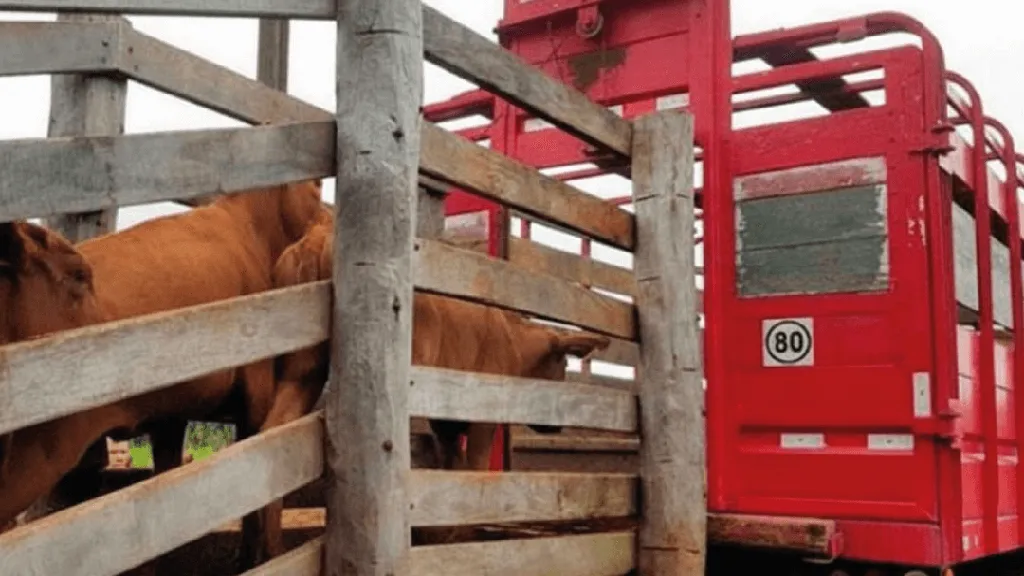 hacienda-transporte-ganado