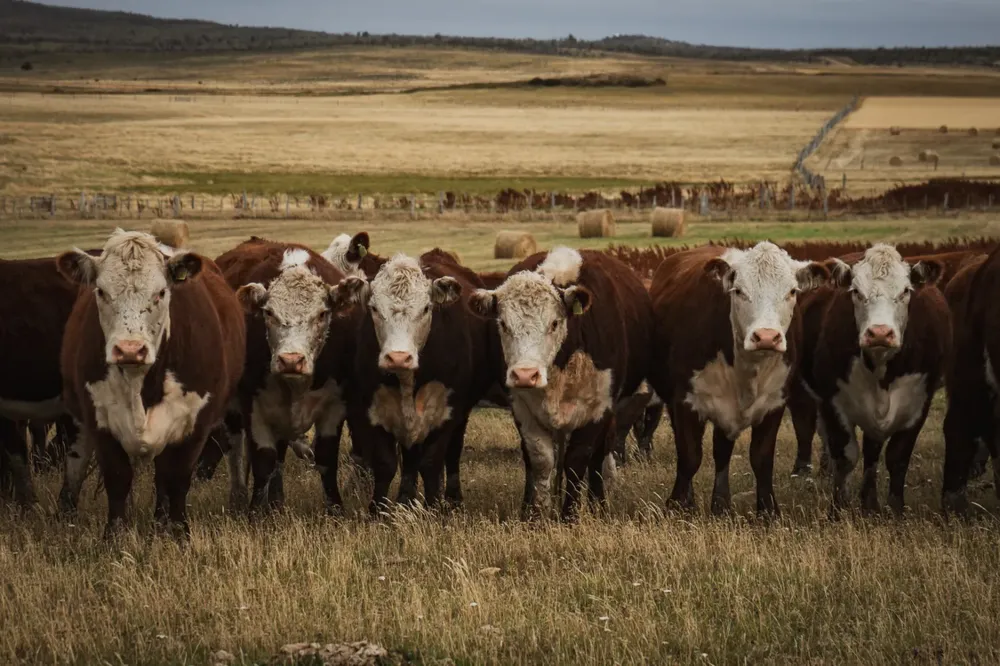 WhatsApp Image 2025-03-20 at 3.00.19 PM