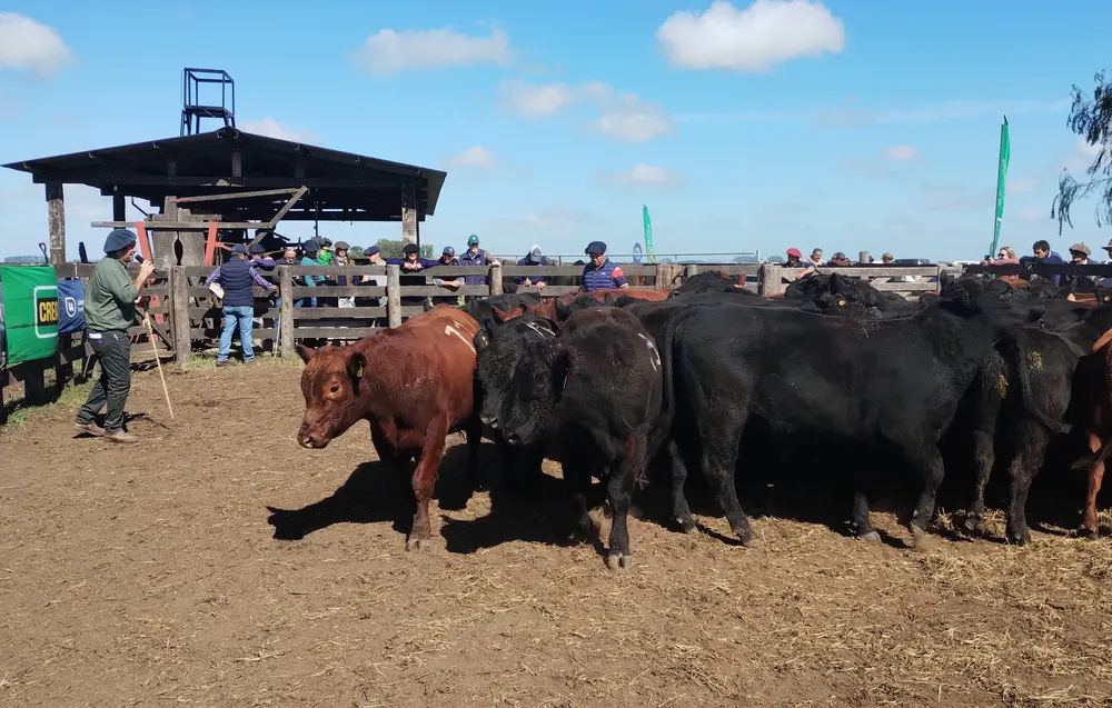 PRIMERA JURA FENOTIPICA - PRUEBA PASTORIL ANGUS