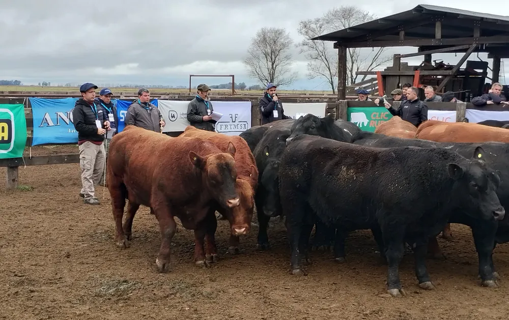TAPA JURA FENOTIPICA ANGUS