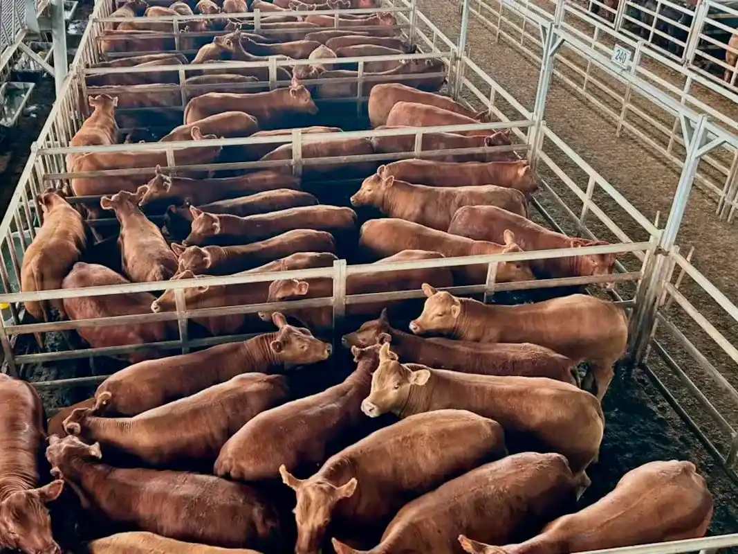 lotes vacas