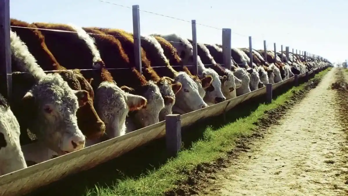 feedlots