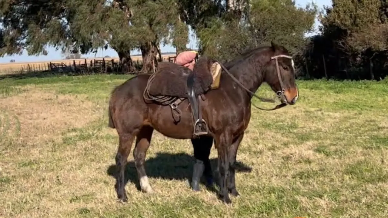 CABALLO MANSO DE TRABAJO2
