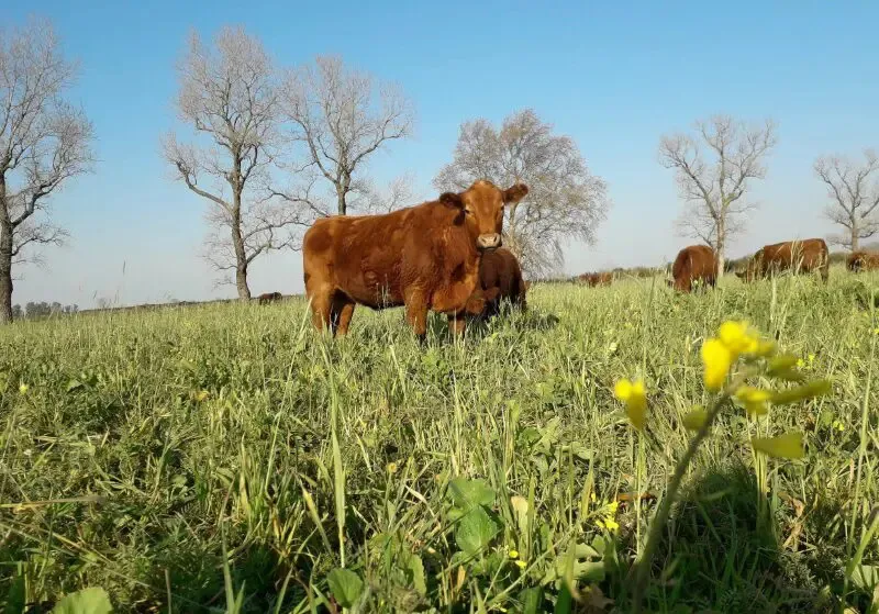 agricultura-regenerativa-web