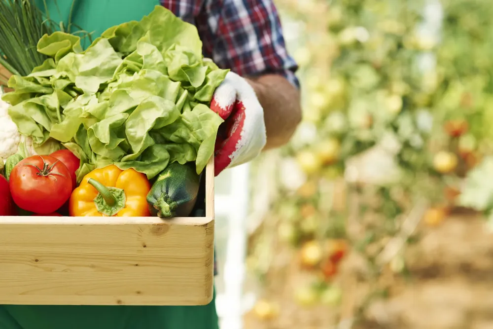 close-up-box-with-ripe-vegetables-scaled