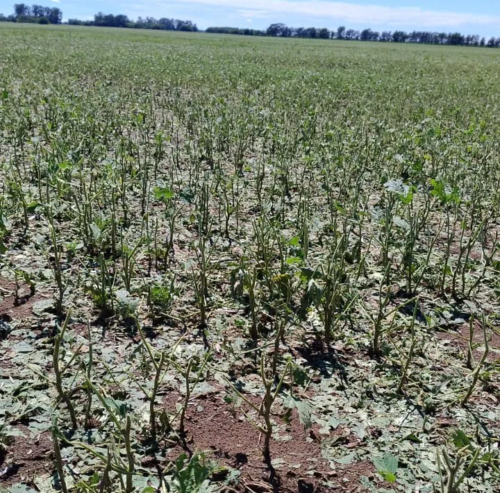 WhatsApp-Image-2024-12-13-at-12.21.01