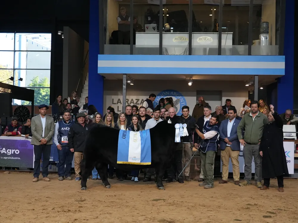 GRAN CAMPEON MACHO NEGRO