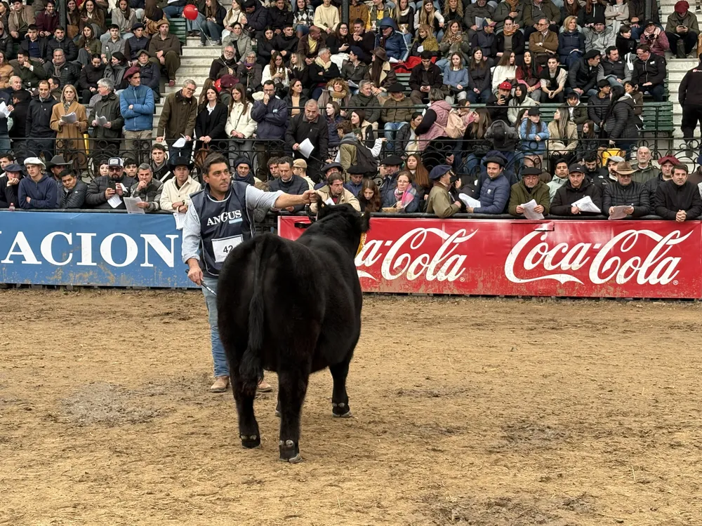 ZELDUAR Y EL RINCON - TERNERO INTERMEDIO NEGRO ANGUS