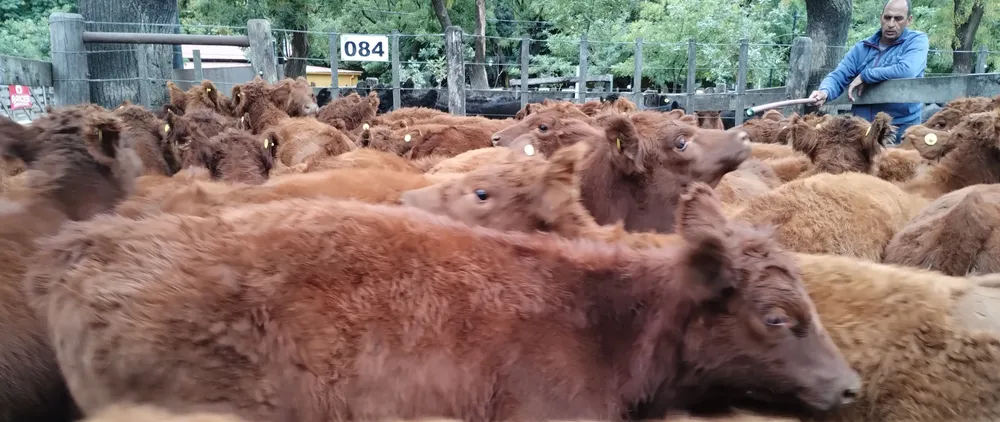 TORCHIO - LOMAS PAMPAS