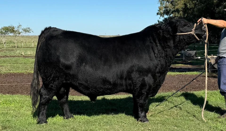 TORO DE CABAÑA EL PASO - EXPO OTOÑO ANGUS 2026