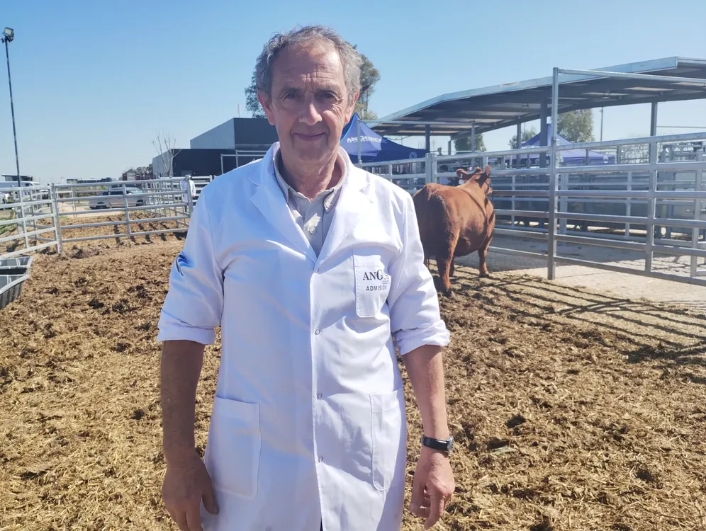 MV MARIO CASTELO (ANGUS)