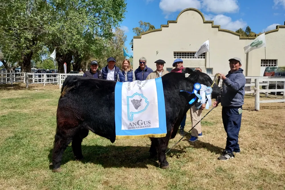 GRAN CAMPEON MACHO CIRCUITO ANGUS BONAERENSE