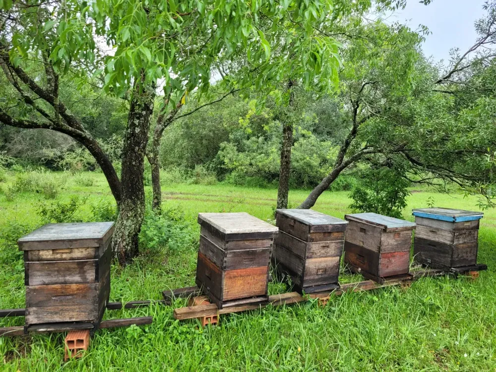 abeja