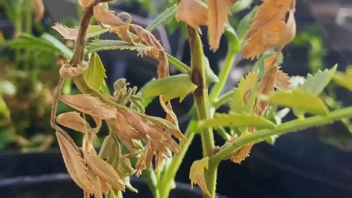 planta