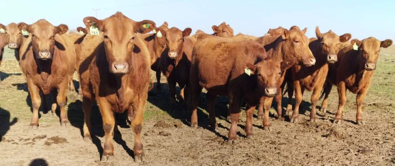 CRIADORES DEL SUDOESTE4