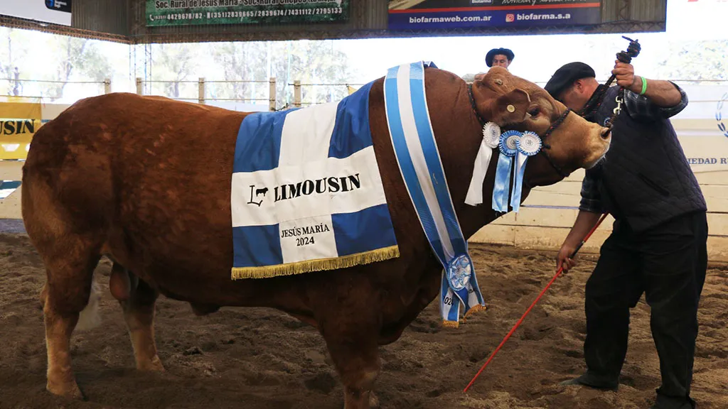 limousin-campeon-jesus-maria-2024