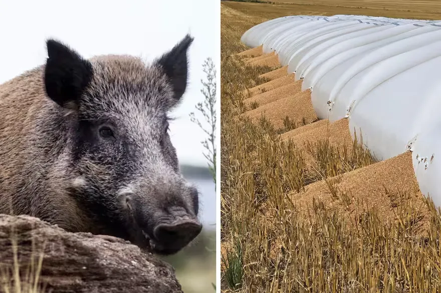 los-jabalies-le-rompieron-al-productor-daniel-YA3NH57HZFEZVKUIY3ZRAFGLB4