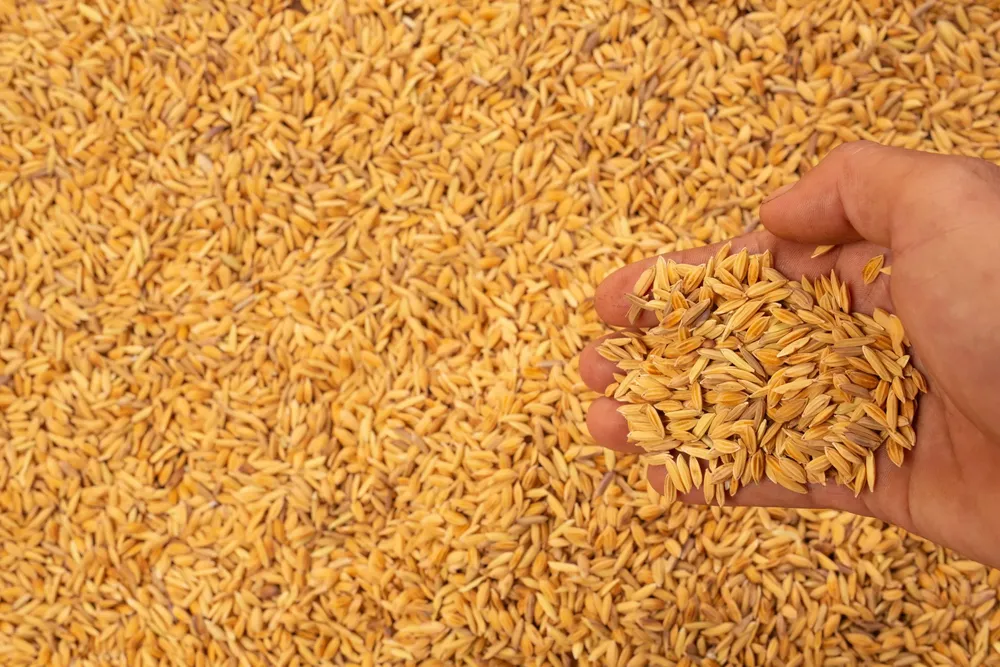 paddy-hands-men-with-paddy-scaled