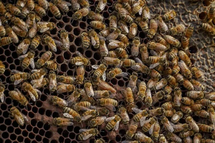 abejas-696x464