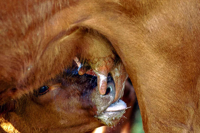 ANGUS-CON-TERNERO_076-768x511