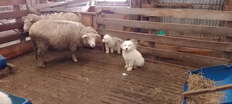 desde-cachorros-los-ppg-y-las-ovejas-comparten-el-5NSL3OJT2VFXJGQJ5VV2JAHFFQ