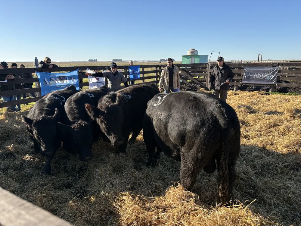 SEGUNDA JURA FENOTIPICA ANGUS