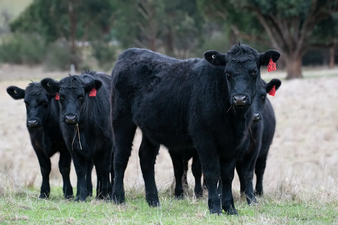 angus-negro-vacas-ganado-2