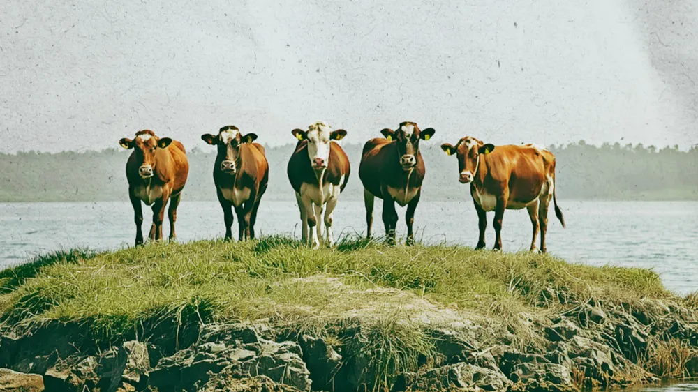 vacas isla