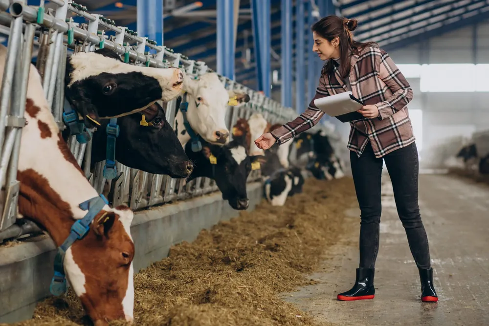 young-woman-farmer-looking-after-cows-cowshed-scaled